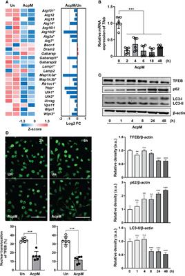 Mycobacterial acyl carrier protein suppresses TFEB activation and upregulates miR-155 to inhibit host defense